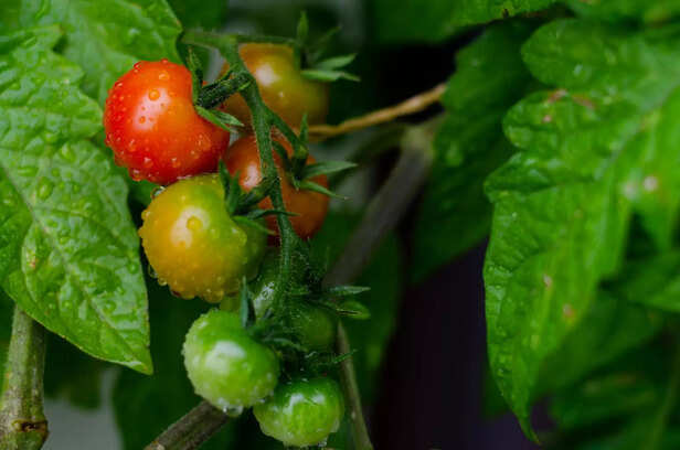 Cherry tomatoes growing in balcony pot