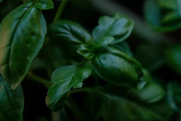 Fresh spinach growing in a small balcony planter