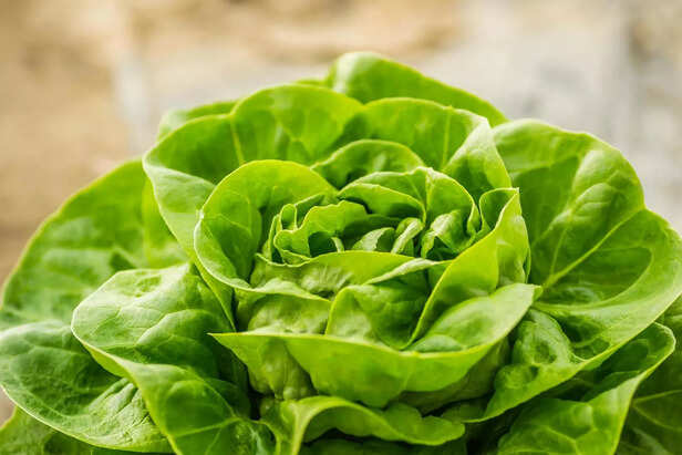 Fresh lettuce growing in balcony container garden