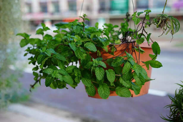Fresh mint plant growing in balcony pot