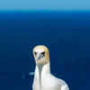 Nigel, The World's Loneliest Bird, Found Dead Next To Concrete Bird It ...