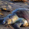 Over 100 Ridley Turtles Die Painfully On Chennai Shores, Caught In Gill ...