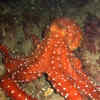 New Robotic Skin Can Make Itself Near Invisible By Copying An Octopus ...