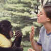 7 Primates Who Mastered The Great Ape Language, Communicated With ...