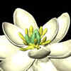 The World's First Flower, 140 Million Years Old & Bisexual, May Have ...