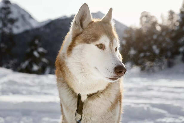 Majestic Alaskan Malamute in the Winter Mountains
