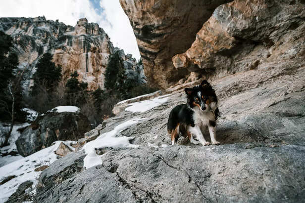 ​Alaskan Malamute in a Beautiful Snow-Covered Forest