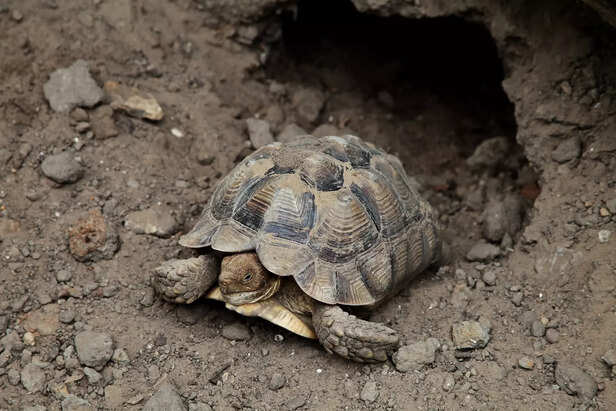 Desert Tortoise Resting in a Dry Desert Landscape