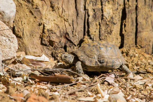 Desert Tortoise Walking Across a Rocky Desert Habitat