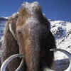 Ice Age Animal Woolly Mammoth Could Be Brought Back To Life In Two ...