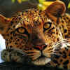 Leopard Deaths Or Forest Department's Apathy: Which Is A Bigger Mystery?
