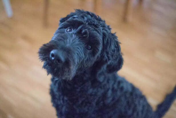 Portuguese Water Dog