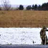 This Faithful Dog Spent One Year Waiting By The Roadside For His Owner ...