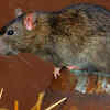 Rat Bites 64-Year-Old Man On A Train, Railways Delay Medical Attention ...