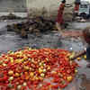 Indian-Origin Scientists Believe Rotten Tomatoes Could Be A Source Of ...