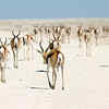 16 Pictures Of Animal Migration That Prove It's One Of Nature's Most ...