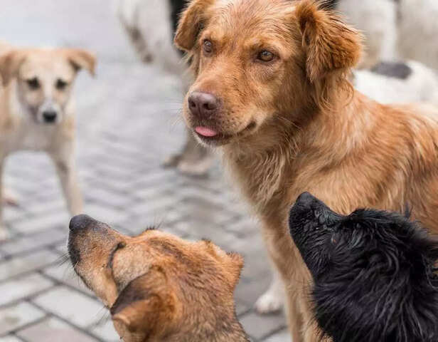Thousands of dogs wait every day for someone to give them a safe home..