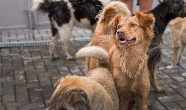 Choosing adoption helps reduce the number of animals living on the streets.