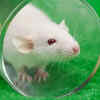 Meet The World's Most Badass Rat Messing With Scientific Studies At ...