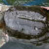 The Death Of An Endangered Yangtze Giant Softshell Turtle Leaves Just ...