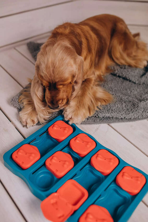 Puzzle Toys and Treat Dispensers