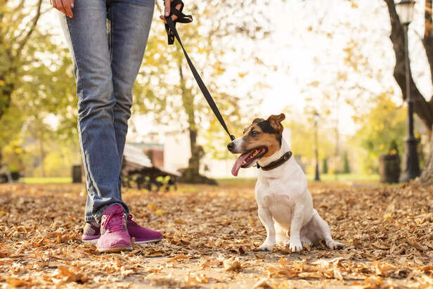 ​Pet dog walking on a natural trail with owner