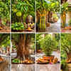 Sacred trees in Hinduism: Which god lives in which tree?