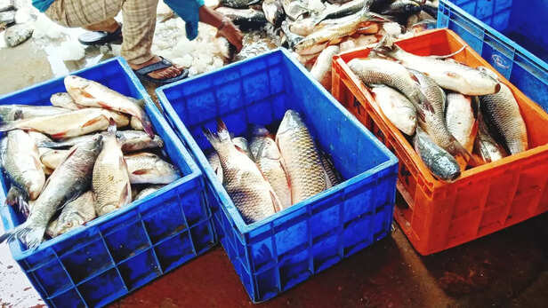 मछुआरों की आय और रोजगार के अवसरों में भी वृद्धि