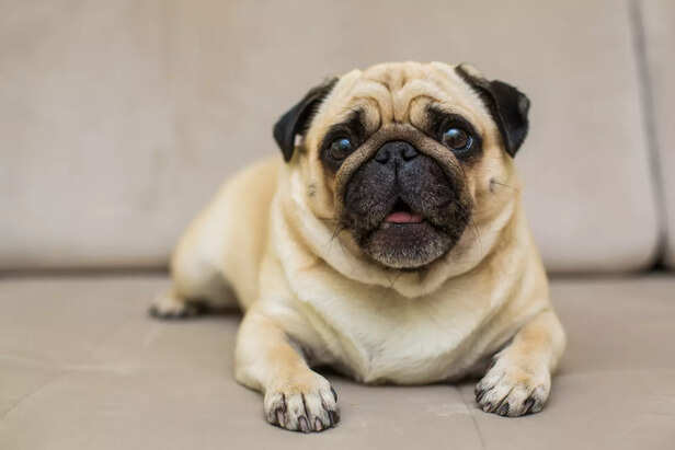 pug