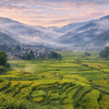 Ziro Valley Fields