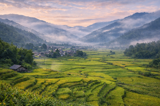 ​Ziro Valley Fields
