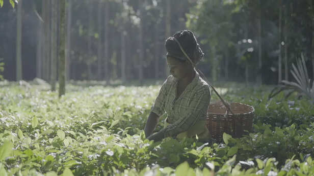 मेहनत से राज्य के चाय उद्योग को दुनिया भर में पहचान दिलाई