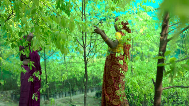 गाँव वालों ने समझा, भविष्य की खेती है चंदन