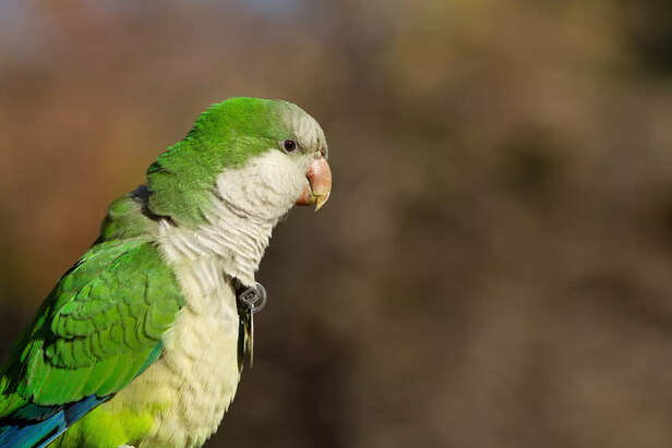 Tiny Green Parrotlet Perched on a Branch