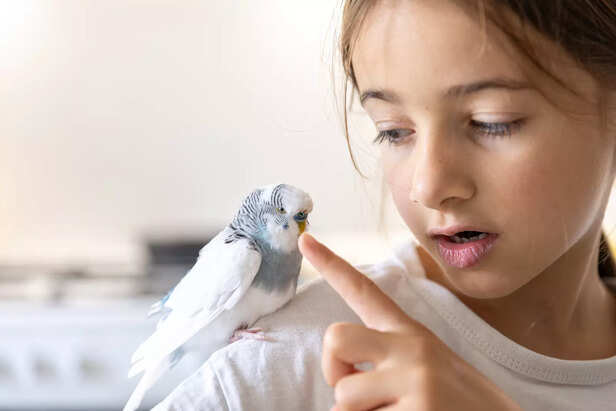 Elegant White and Blue Budgie Sitting Peacefully