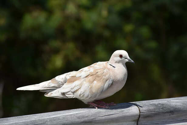 ​Ring neck Dove Spreading Its Wings