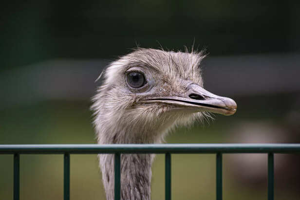 Large and Powerful Eyes of an Ostrich