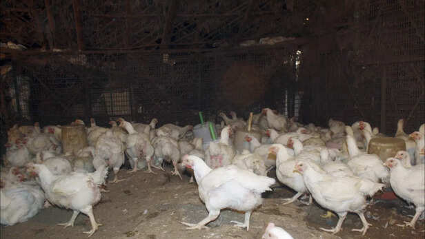 बढ़ते तापमान में मुर्गियों का ख्याल कैसे रखें?