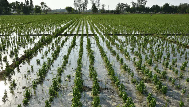 बढ़ते तापमान में करें जरूरी सिंचाई