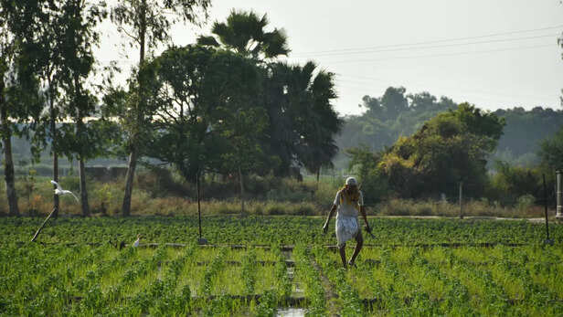 बढ़ती गर्मी में रबी की फसलों का रखें ख्याल
