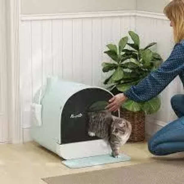 Introduce Your Cat to the Litter Box and Encourage Use