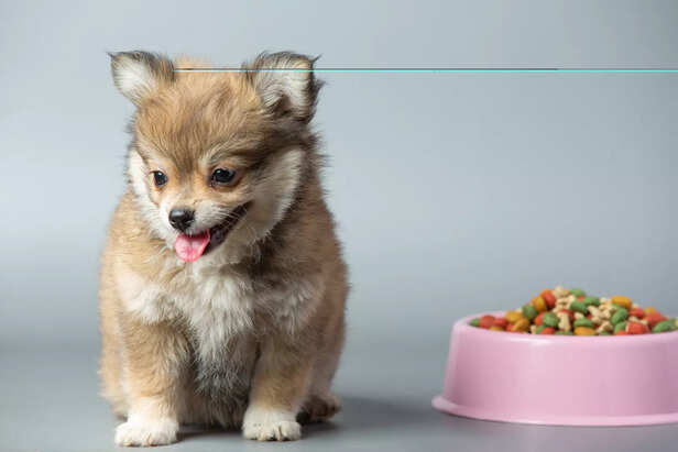 ​Dog Vitamins Supporting Energy and Immunity