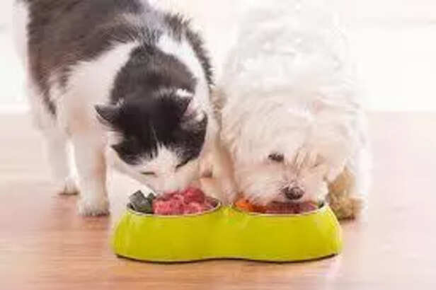 Light and Nutritious Summer Meal for Pets