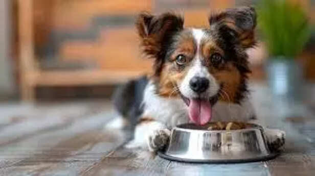 Healthy Summer Diet for Pets
