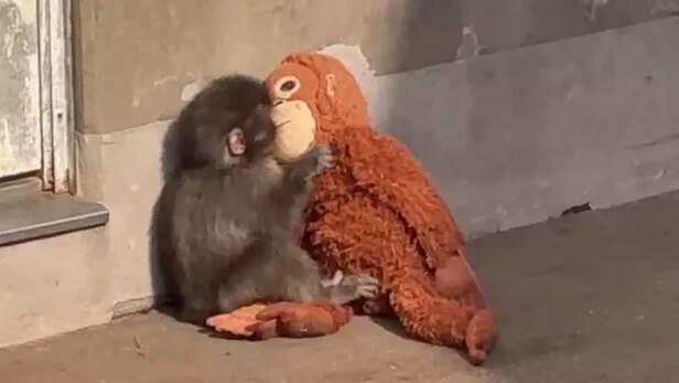 X | @mihamiha_trend | Punch Moved On, But We’re the Ones Who Finally Got Closure