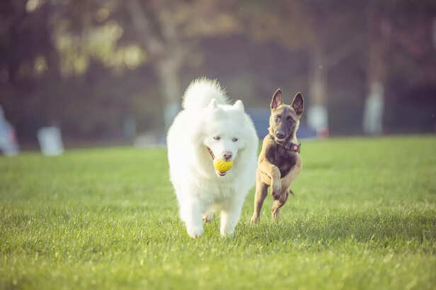 happy pet dogs playing