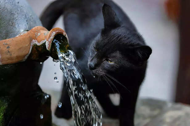 cat drinking water
