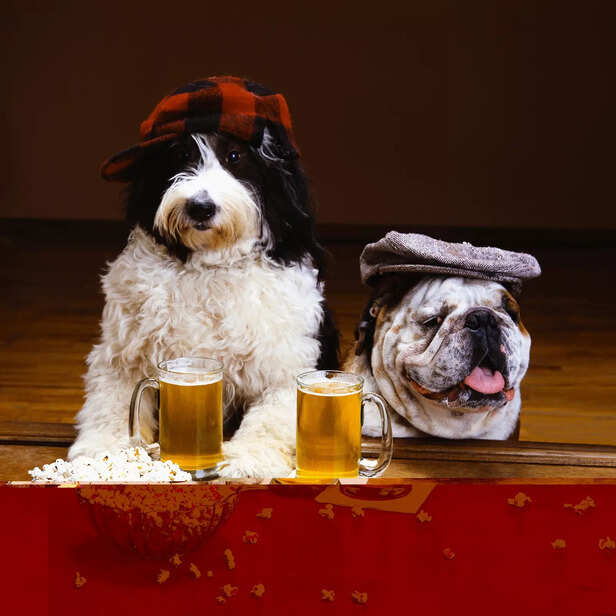 Xylitol, Alcohol, and Processed Foods