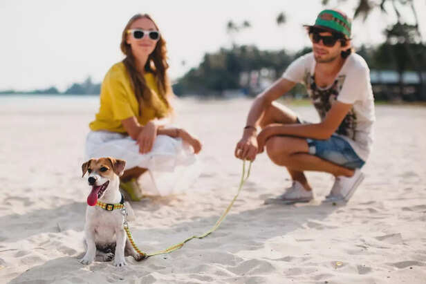 ​Essential Pet Travel Gear for Summer