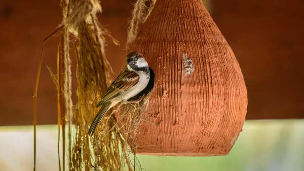 घरों में लगाएं Nest Box